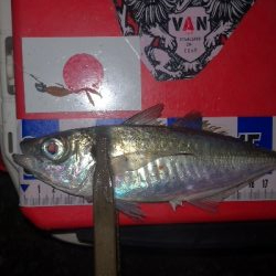 アジング練習　324