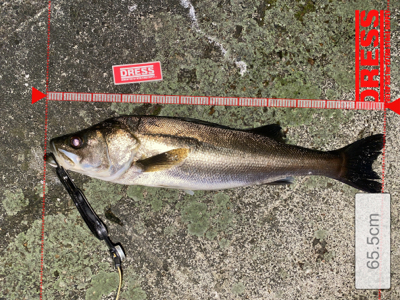 秋の陣にはも少しかな?