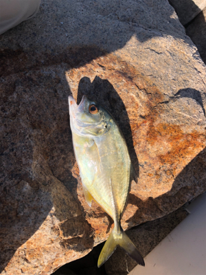 メッキが遊んでくれました。