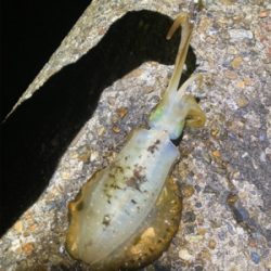 アオリイカ  渋くなってきました(＞＜)