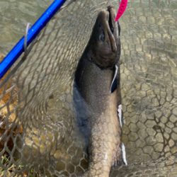 蛇尾川フィシングパーク