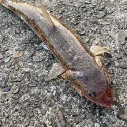 朝マズメに良型エソ!!