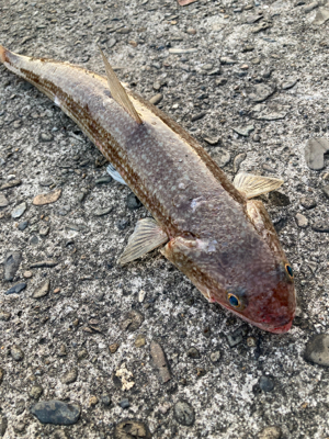 朝マズメに良型エソ！！