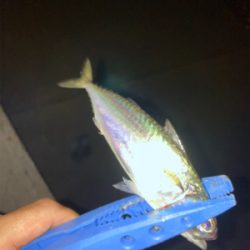 やっとアジ釣れた