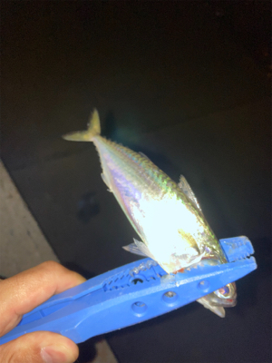やっとアジ釣れた