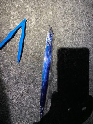 渋めのタチウオ