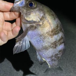 10月29日のメバル