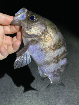 10月29日のメバル