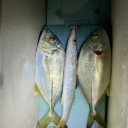 今日はアジなし