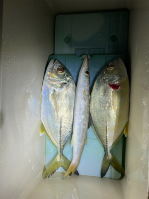 今日はアジなし