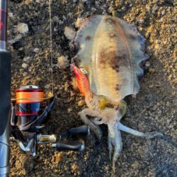 気分転換でのエギング