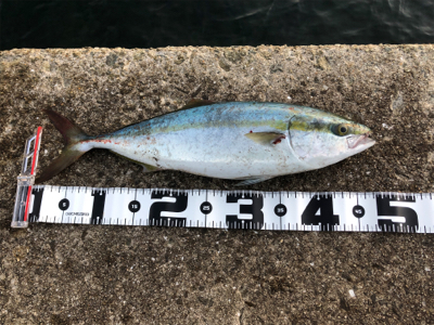 休暇村南淡路オートキャンプ場