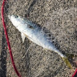 なんとかハマチ