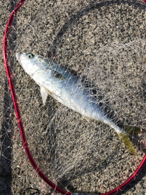 なんとかハマチ