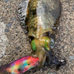 秋イカエギング