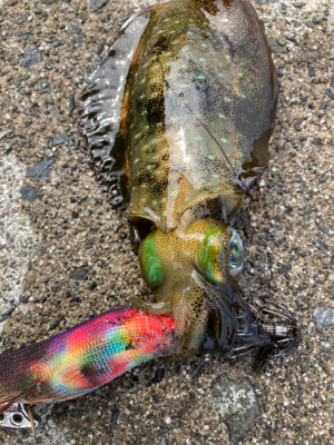 秋イカエギング