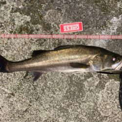 釣れ始めてきましたね！