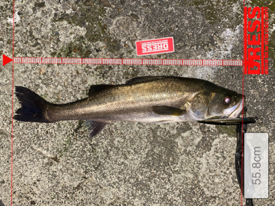 釣れ始めてきましたね！