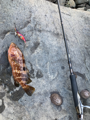 エギング中に、アコウ！！