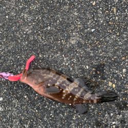 キジハタ釣れました