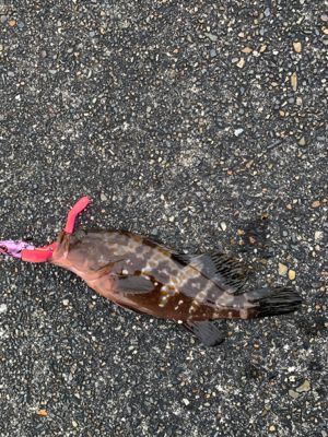 キジハタ釣れました