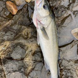 ショアジギング