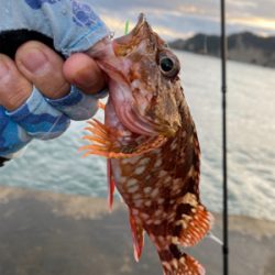 かろうじてガシラ