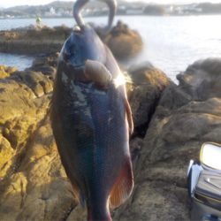 グレのモーニングサービス