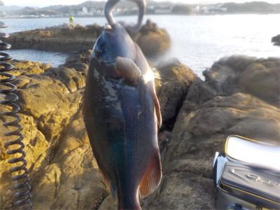 グレのモーニングサービス