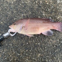 ランカーサイズの....