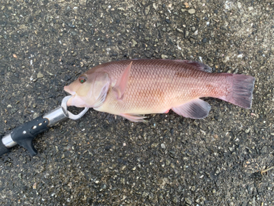 ランカーサイズの....