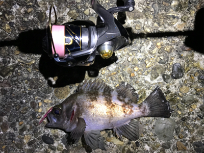 高砂って釣れるの？