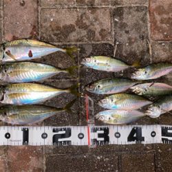 シャローフリークFからのジグ単