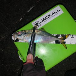 ショアジギでまさかの！