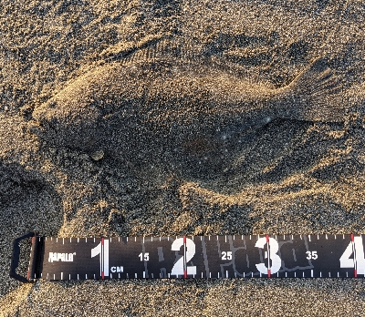 アシストフック