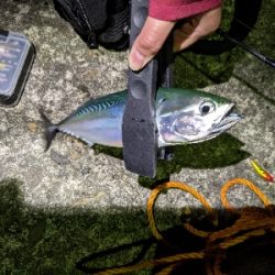 初ソウダガツオ