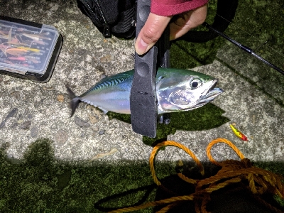 初ソウダガツオ