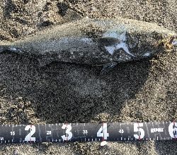 狙っていないのに