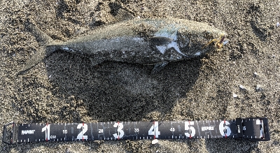 狙っていないのに