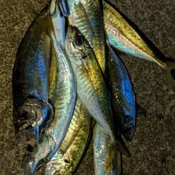 久しぶりの尺アジ