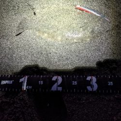 暗いと釣れないと思っていた