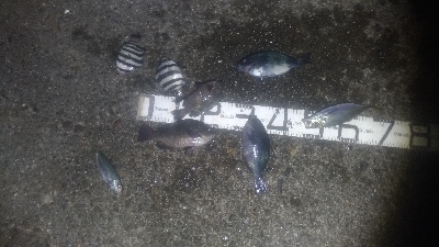 10/9釣果　久しぶりの釣行