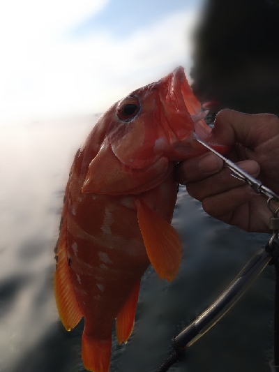 アジングで中アジ 静岡県 御前崎 アジング アジ 陸っぱり 釣り 魚釣り 釣果情報サイト カンパリ