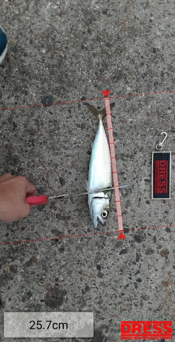 久々の釣果もサバのみ