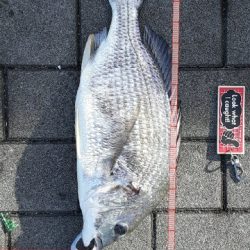 久しぶりの強い引き