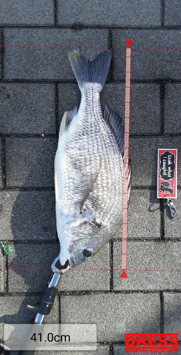 久しぶりの強い引き