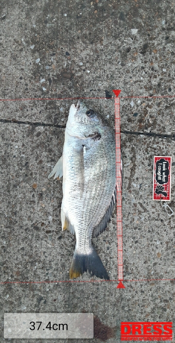 またメタルバイブでキビレ