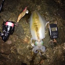 サイズ良くなってきてます。