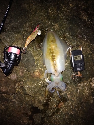 サイズ良くなってきてます。