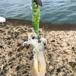 朝まずめ短時間エギング